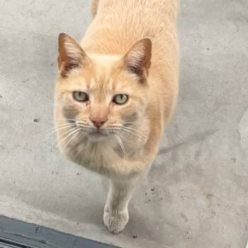 Rescue Domestic Short Hair Cats for Adoption in Olmos Park, Texas - MARTINELLI | PetCurious