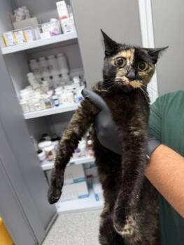 Domestic Short Hair Cats Available for Adoption in Pasadena, Texas - BLACKIE | PetCurious