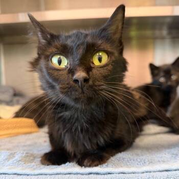 Moon Pie -  Domestic Medium Hair Cat for Adoption in Madisonville, Tennessee - Moon Pie | PetCurious