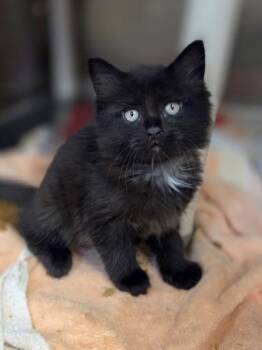 Malcolm -  Domestic Medium Hair and Domestic Short Hair Cat for Adoption in Westland, Michigan - Malcolm | PetCurious