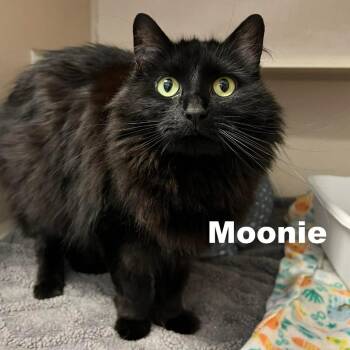 Moonie 260246 -  Domestic Medium Hair Cat Available for Adoption in Gladstone, Michigan - Moonie 260246 | PetCurious