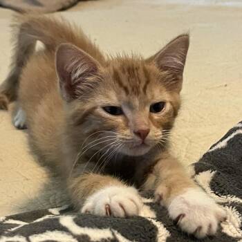 Domestic Short Hair Cats Available for Adoption in Gloucester, Virginia - Flint | PetCurious