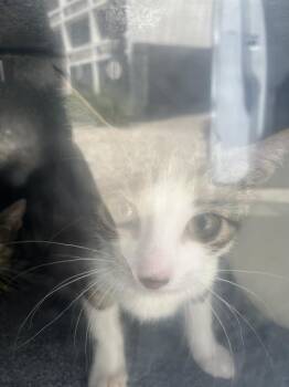 PRINCESS -  Domestic Short Hair Cat for Adoption in Dallas, Texas - PRINCESS | PetCurious