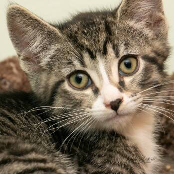 Fonzie -  Domestic Short Hair Cat for Adoption in Calgary, Alberta - Fonzie | PetCurious