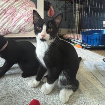 Oreo -  Domestic Short Hair Cat for Adoption in Medina, Ohio - Oreo | PetCurious