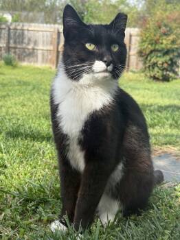 Tuxedo Cats Available for Adoption in Richmond, Virginia - Sly | PetCurious