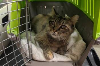 Macaroni Toni -  Domestic Short Hair Cat for Adoption in Kansas City, Missouri - Macaroni Toni | PetCurious