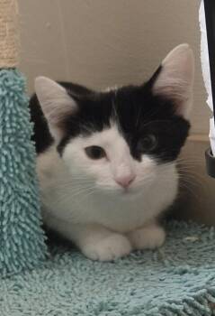 Cookies & Cream ("CC") -  Domestic Short Hair Cat for Adoption in Chicago, Illinois - Cookies & Cream ("CC") | PetCurious