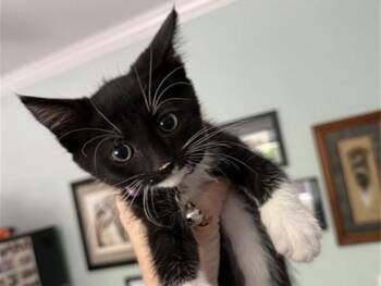 MOLCAJETE -  Domestic Short Hair Cat for Adoption in Palo Alto, California - MOLCAJETE | PetCurious