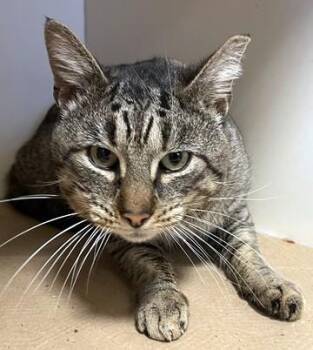 Domestic Short Hair Cats Available for Adoption - OLIVER | PetCurious