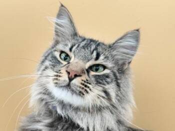 Mickey -  Domestic Medium Hair Cat for Adoption in Portland, Oregon - Mickey | PetCurious