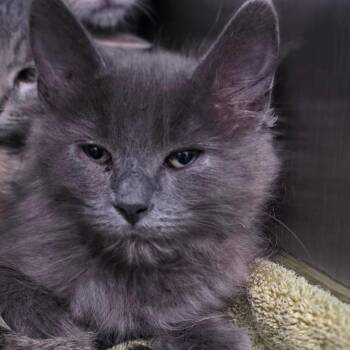 Marina -  Domestic Long Hair Cat for Adoption in Muncie, Indiana - Marina | PetCurious