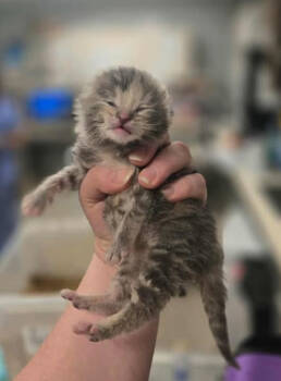 Rescue Domestic Short Hair and Tabby Cats for Adoption in Poplar Grove, Illinois - Sweet Potato | PetCurious