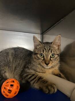 Rescue Domestic Short Hair Cats for Adoption in Pomona, New York - Jaffa | PetCurious