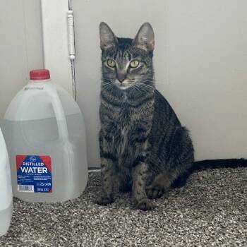 Rescue Domestic Short Hair Cats for Adoption in Ferndale, Michigan - Dunkin | PetCurious