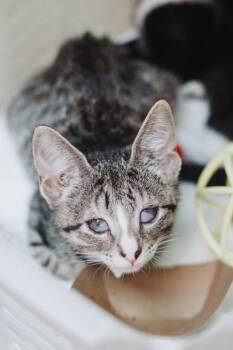 92730a Cyndi Lauper -  Domestic Short Hair Cat for Adoption in North Charleston, South Carolina - 92730a Cyndi Lauper | PetCurious
