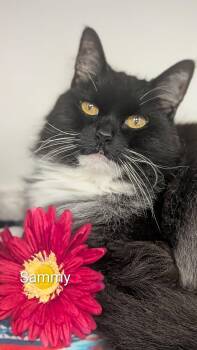 Sammy -  Domestic Long Hair Cat for Adoption in Flint, Michigan - Sammy | PetCurious