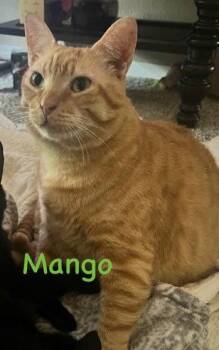 Domestic Short Hair Cats Available for Adoption in Dayton, Minnesota - Mango | PetCurious