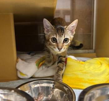 Lucy -  Domestic Short Hair Cat for Adoption in Fort Collins, Colorado - Lucy | PetCurious