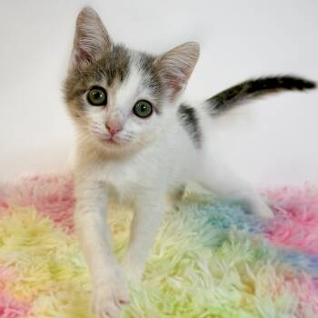 Wibble -  Domestic Short Hair Cat for Adoption in Watertown, Wisconsin - Wibble | PetCurious