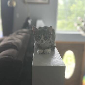 Salad -  Domestic Short Hair Cat for Adoption in Naperville, Illinois - Salad | PetCurious