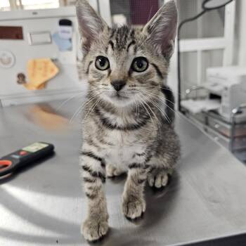 Berries -  Domestic Short Hair Cat Available for Adoption in Toledo, Ohio - Berries | PetCurious