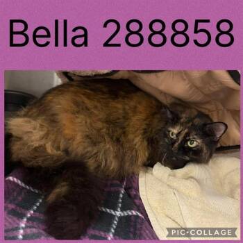 BELLA -  Domestic Medium Hair Cat for Adoption in Macon, Georgia - BELLA | PetCurious