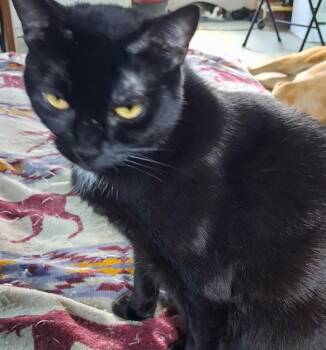 Misa AKA Luna -  Domestic Short Hair Cat for Adoption in Auburndale, Florida - Misa AKA Luna | PetCurious
