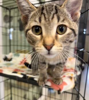 Millie -  Domestic Short Hair Cat for Adoption in Lemoore, California - Millie | PetCurious