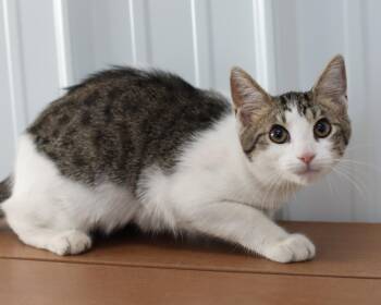 Rescue Domestic Short Hair Cats for Adoption in Lancaster, Ohio - Chips | PetCurious