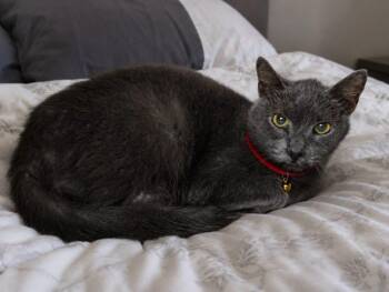 SLATE -  Russian Blue and American Shorthair Cat for Adoption in Grand Prairie, Texas - SLATE | PetCurious