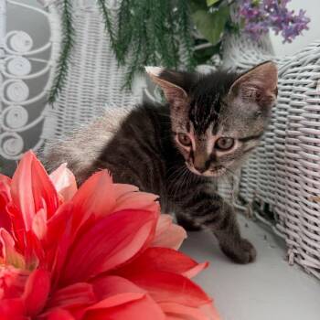 Domestic Short Hair Cats Available for Adoption in Eaton Rapids, Michigan - Saffron Outlaw 56163 | PetCurious