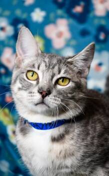 Domestic Short Hair Cats Available for Adoption in Yakima, Washington - Maven | PetCurious