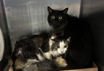 Tennessee -  Domestic Long Hair Cat for Adoption in New York, New York - Tennessee | PetCurious