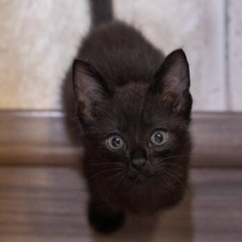 Munster -  Domestic Short Hair Cat for Adoption in Westminster, California - Munster | PetCurious
