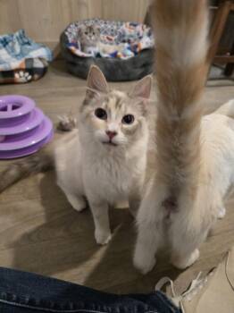 Verona -  Domestic Medium Hair Cat for Adoption in Vancouver, Washington - Verona | PetCurious
