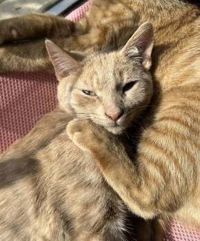 Rescue Domestic Short Hair Cats for Adoption in Pittsboro, North Carolina - Toby | PetCurious