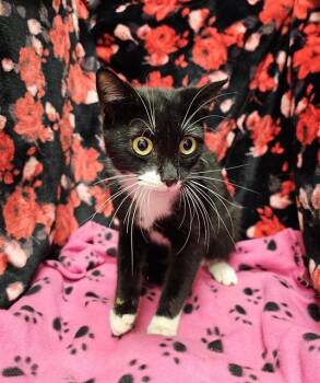 Domestic Short Hair Cats Available for Adoption - JASPER | PetCurious