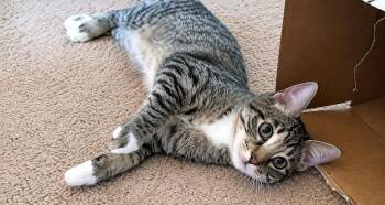 Mousse (Denver) -  Tabby Cat for Adoption - Mousse (Denver) | PetCurious