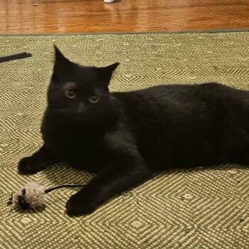 Lily -  Domestic Short Hair Cat for Adoption in Reisterstown, Maryland - Lily | PetCurious