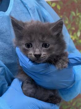 Domestic Short Hair Cats Available for Adoption in San Antonio, Texas - Data | PetCurious