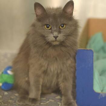 Robin -  Domestic Long Hair Cat for Adoption in Belleville, Illinois - Robin | PetCurious