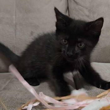Mario -  Domestic Short Hair Cat Available for Adoption in Harrisonburg, Virginia - Mario | PetCurious
