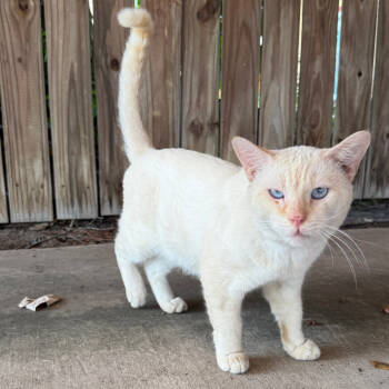 Rescue Domestic Short Hair Cats for Adoption in Houston, Texas - Cotton | PetCurious