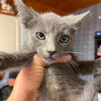 Gigi -  Domestic Short Hair Cat for Adoption in Hemet, California - Gigi | PetCurious