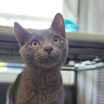 Logan @ Petco -  Russian Blue and Domestic Short Hair Cat for Adoption in Carmel, Indiana - Logan @ Petco | PetCurious