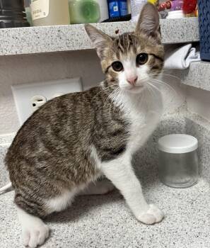 Jojo -  Domestic Short Hair Cat for Adoption in Schertz, Texas - Jojo | PetCurious