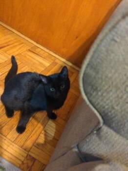 Domestic Short Hair Cats Available for Adoption - Spaghetti Taco | PetCurious