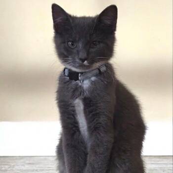 Cedar -  Domestic Short Hair Cat for Adoption in Murfreesboro, Tennessee - Cedar | PetCurious
