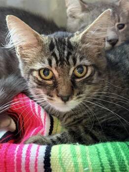 LEONARDO -  Domestic Medium Hair Cat for Adoption in Westminster, Maryland - LEONARDO | PetCurious